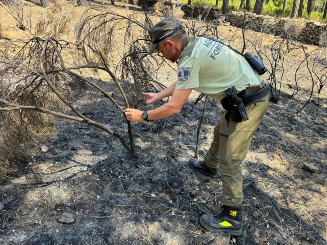 Identificados 21 presuntos autores de los incendios forestales intencionados de este verano