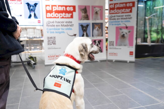 La Comunidad de Madrid lanza la campaña El Plan es Adoptar para fomentar la tenencia responsable de animales de compañía