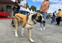La Comunidad de Madrid consiguió un hogar al 90% de los perros abandonados en la región el pasado año