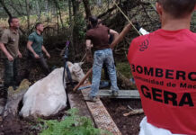 Los bomberos realizaron cerca de 300 rescates de animales en 2025