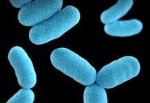 La Comunidad de Madrid identifica patrones que conectan la microbiota intestinal con la salud metabólica en la obesidad